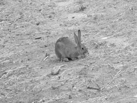 Barracks Critter