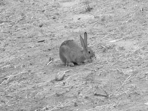 Barracks Critter