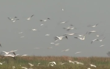 Lake Okeechobee - Broll