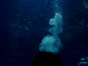 Iwakuni Aquarium