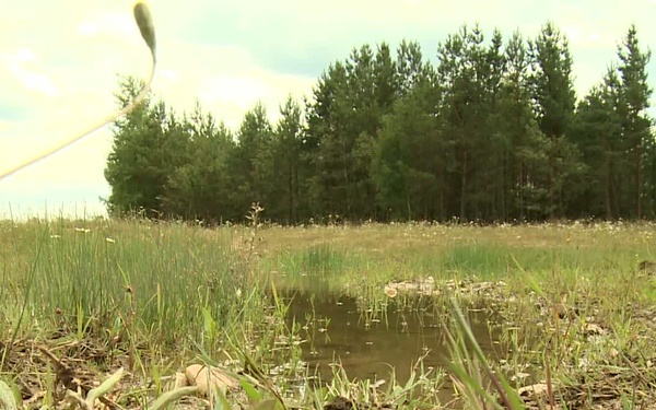 Training Among Endangered Species (IT Version)