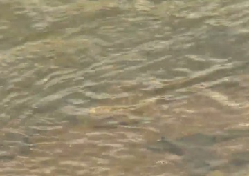 Training Among Endangered Species - Broll