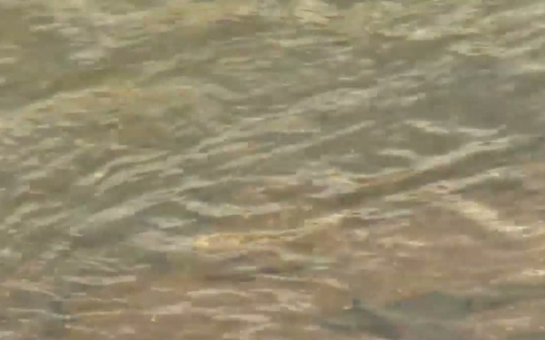 Training Among Endangered Species - Broll