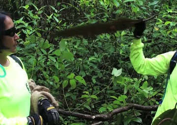 Hunting Noxious Evasive Miconia with the Hawaii Army National Guard Environmental Office, Package