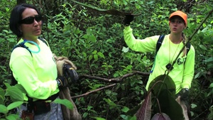 Hunting Noxious Evasive Miconia with the Hawaii Army National Guard Environmental Office, B-Roll