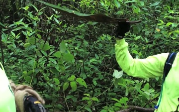 Hunting Noxious Evasive Miconia with the Hawaii Army National Guard Environmental Office, B-Roll