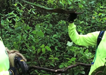 Hunting Noxious Evasive Miconia with the Hawaii Army National Guard Environmental Office, B-Roll