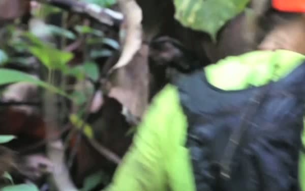 Minuteman Report: Hawaii Guardsmen Hunt for Invasive Species