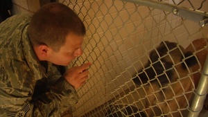 Man's Best Friend or Worst Nightmare?