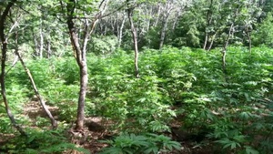 Guard helps eradicate marijuana field