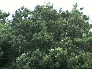 Typhoon Sanba