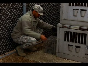 AFN Korea Update: Pest Control