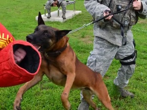 Spotlight Korea: Security Dogs
