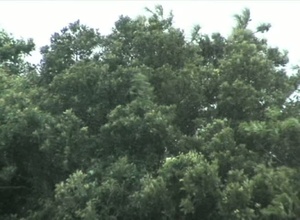 Typhoon Sanba