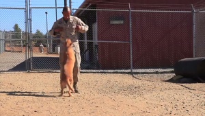 1st LE Battalion Military Working Dogs