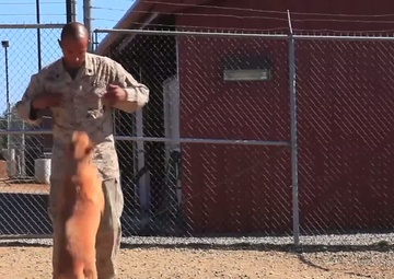 1st LE Battalion Military Working Dogs