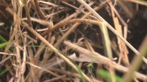 Army Conservationists Protect Hawaii Rainforest