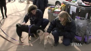 New York Vets Care for Pets after Hurricane Sandy