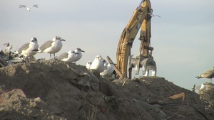 Riis Park Debris Site