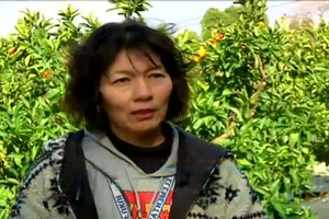 Darby Students Visit a Local Farm to Revel in Mikan Madness