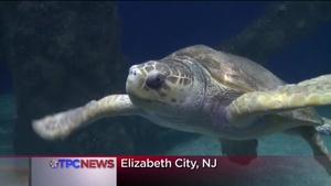 Coast Guard Airlifting Stranded Sea Turtles