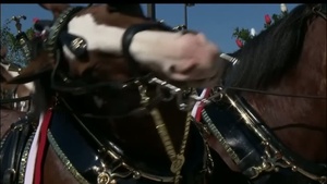 Wounded Warriors Meet Clydesdales