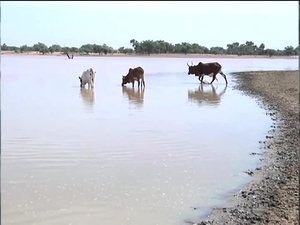 Soldiers Update: African Veterinarians