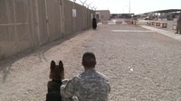 Dog Gone Training