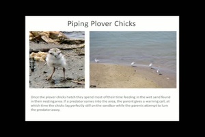 Piping Plovers and the Missouri River