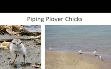 Piping Plovers and the Missouri River