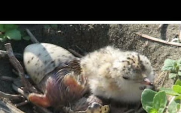 Least Terns and the Missouri River