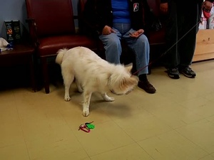 Vet Clinic