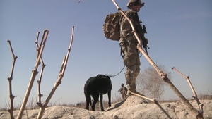 Tactical Explosive Detection Dog (T.E.D.D.) "Livee" and PFC Franklin Sena (B-Roll)