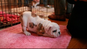Chesty at Play