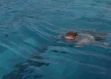 Challenging Himself Against "Whole People" - 2013 Marine Corp Trials