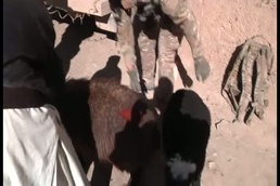 Zabul ADT Travels to Shin Kay District, Afghanistan to Vaccinate More Than 1500 Animals