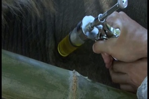 Philippine-US veterinary professionals provide care in Iba, Philippines