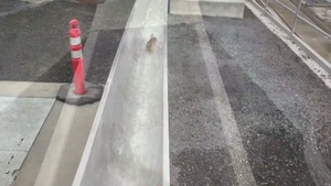 Minto Fish Collection Facility is open for business