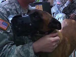 AFN Korea Update: Dog Handler