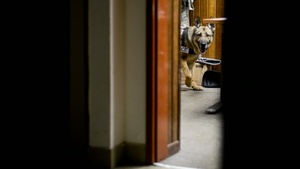 Air Force Report: Working Dog