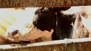 US military veterinarians assist El Salvador's cavalry