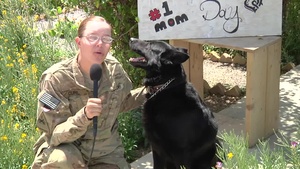 SPC Lacey Curl