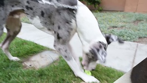 A Devil Dog's Best Friend