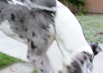 A Devil Dog's Best Friend