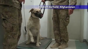 Air Force Report: Bioenvironmental Engineers