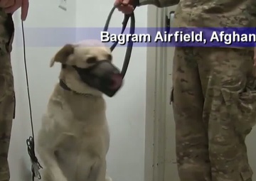 Air Force Report: Bioenvironmental Engineers