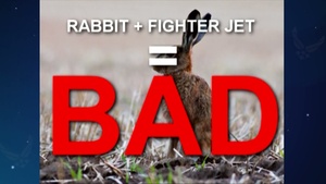 Air Force Report: Rabbit Roundup