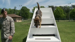 Man's Best Friend