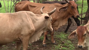 US Military veterinarians assisting rural ranchers in El Salvador