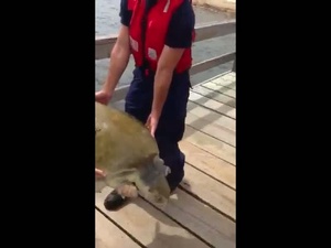 Coast Guard rescues turtle in distress near Longboat Pass
